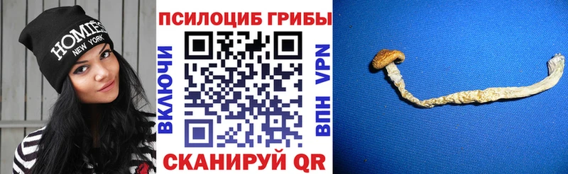 Галлюциногенные грибы Psilocybe Ядрин